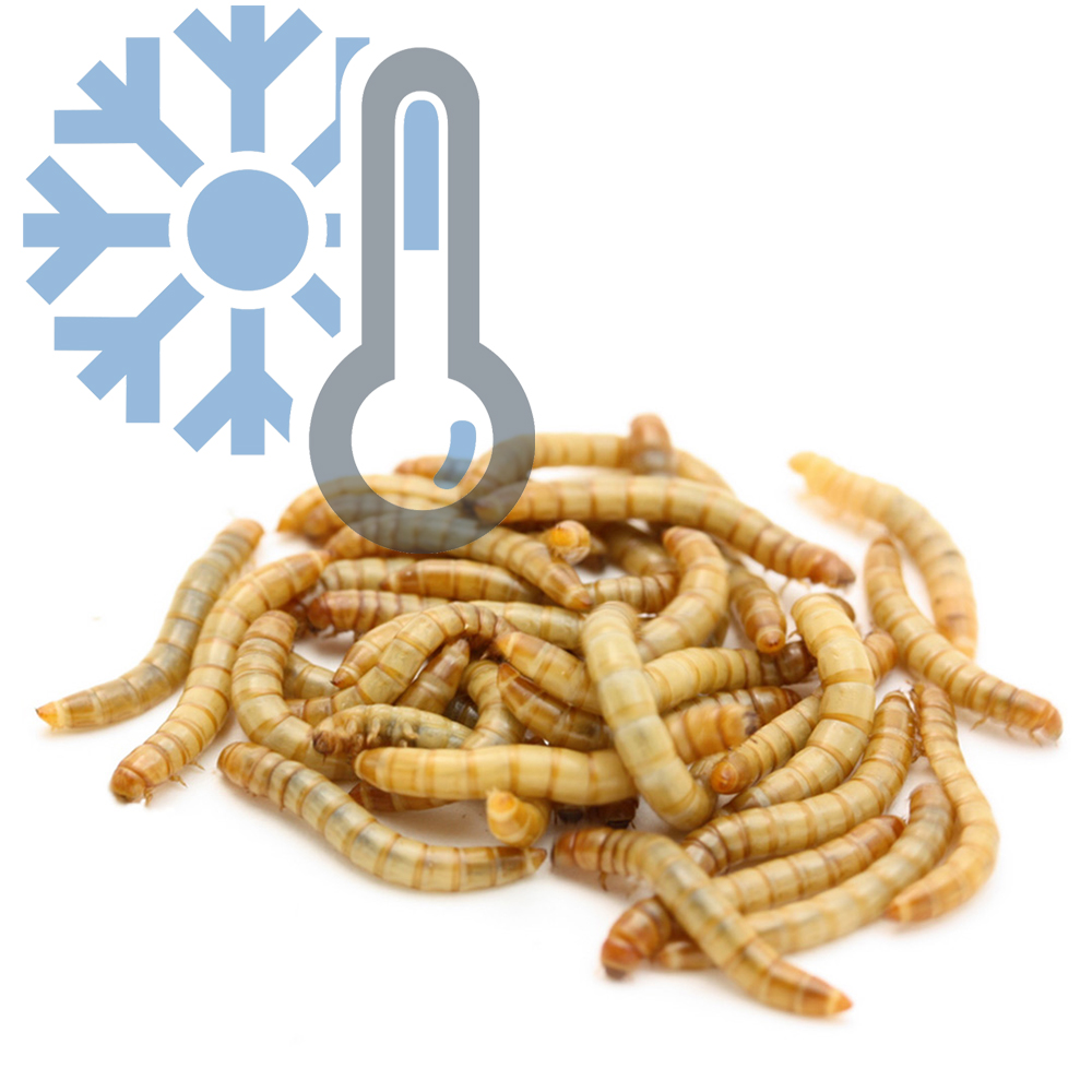 Замороженные черви. Мучной червь заморозка. Мучной червь в макаронах.