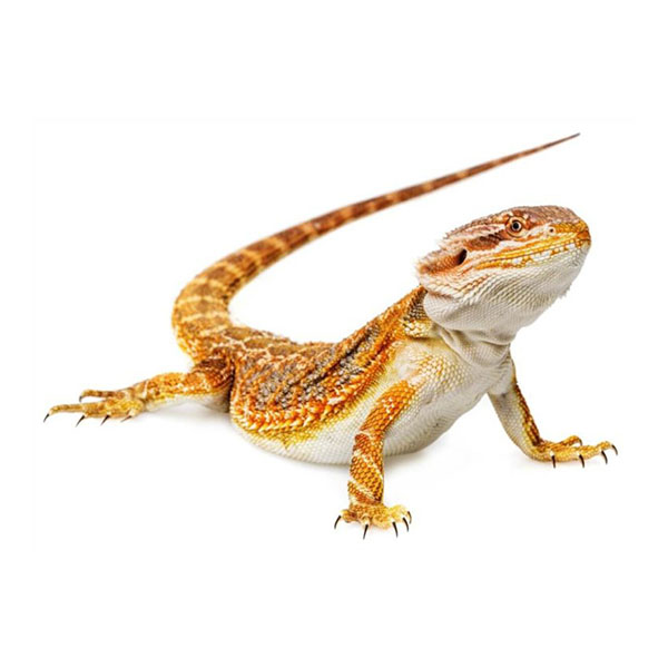 Бородатые Агамы